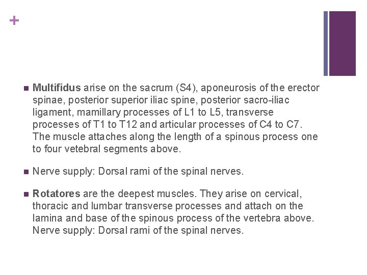 + n Multifidus arise on the sacrum (S 4), aponeurosis of the erector spinae,