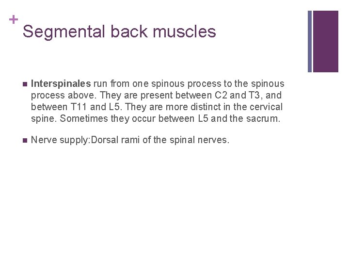 + Segmental back muscles n Interspinales run from one spinous process to the spinous