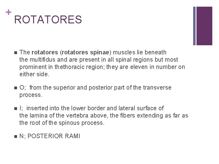 + ROTATORES n The rotatores (rotatores spinae) muscles lie beneath the multifidus and are