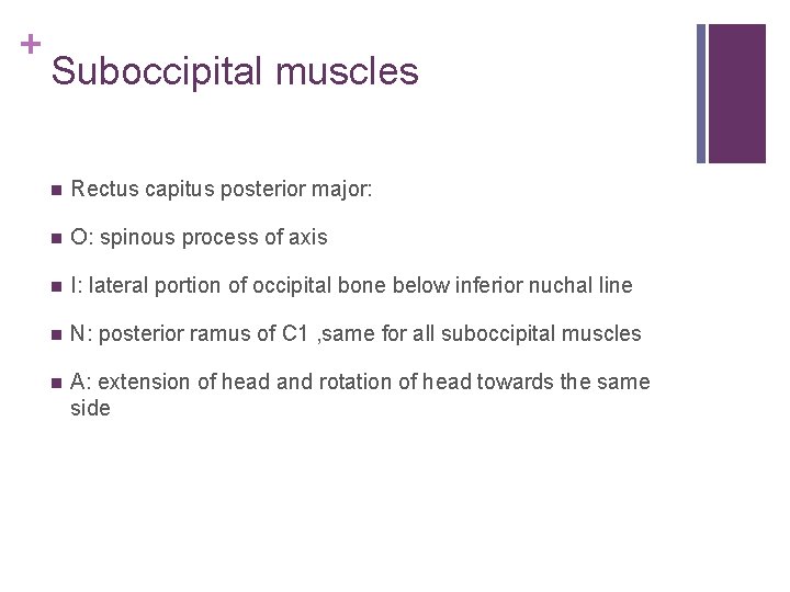 + Suboccipital muscles n Rectus capitus posterior major: n O: spinous process of axis