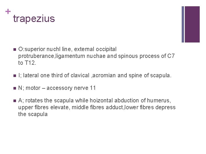 + trapezius n O: superior nuchl line, external occipital protruberance, ligamentum nuchae and spinous