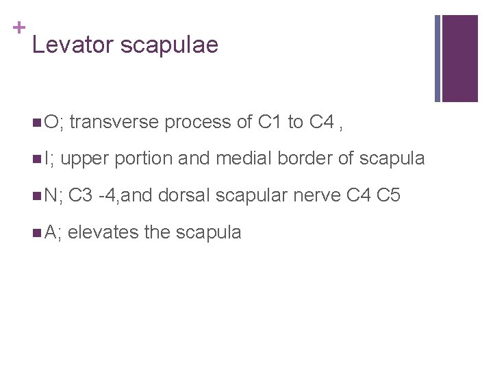 + Levator scapulae n O; n I; transverse process of C 1 to C