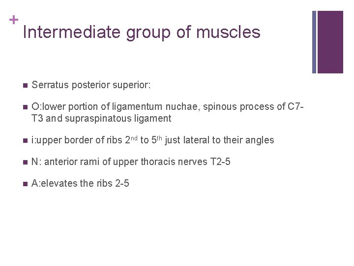 + Intermediate group of muscles n Serratus posterior superior: n O: lower portion of