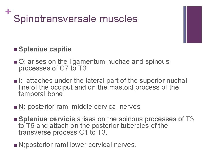 + Spinotransversale muscles n Splenius capitis n O: arises on the ligamentum nuchae and