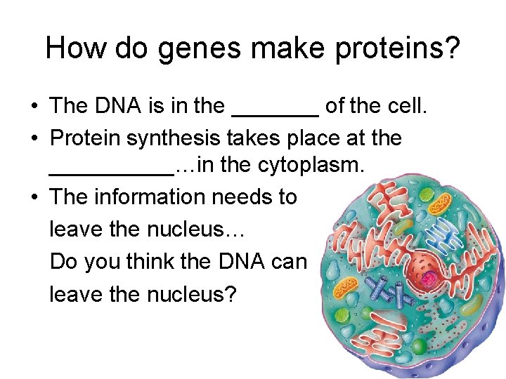 How do genes make proteins? • The DNA is in the _______ of the