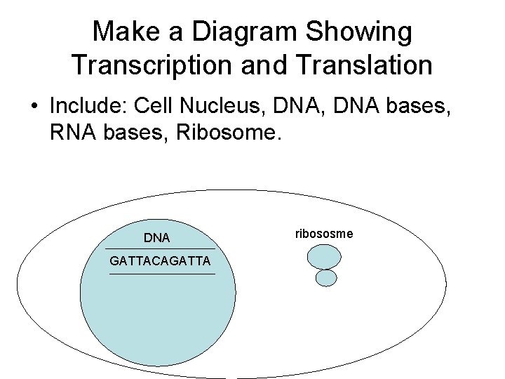 Make a Diagram Showing Transcription and Translation • Include: Cell Nucleus, DNA bases, RNA