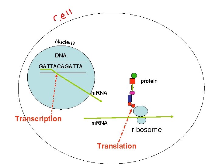 Nucleus DNA GATTACAGATTA protein m. RNA Transcription m. RNA ribosome Translation 