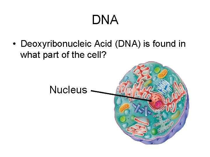 DNA • Deoxyribonucleic Acid (DNA) is found in what part of the cell? Nucleus