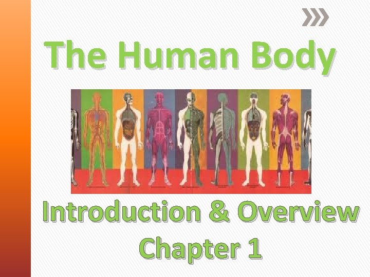 The Human Body Introduction & Overview Chapter 1 