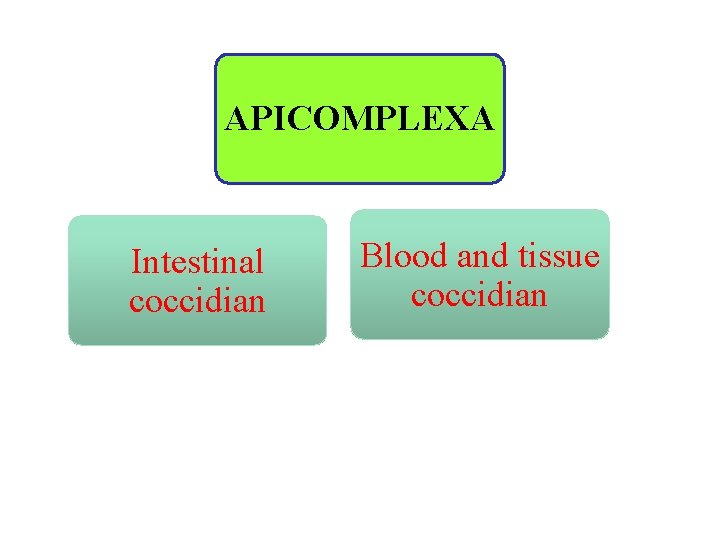 APICOMPLEXA Intestinal coccidian Blood and tissue coccidian 