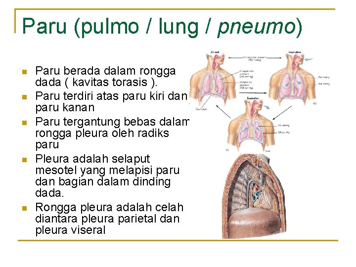Paru (pulmo / lung / pneumo) n n n Paru berada dalam rongga dada