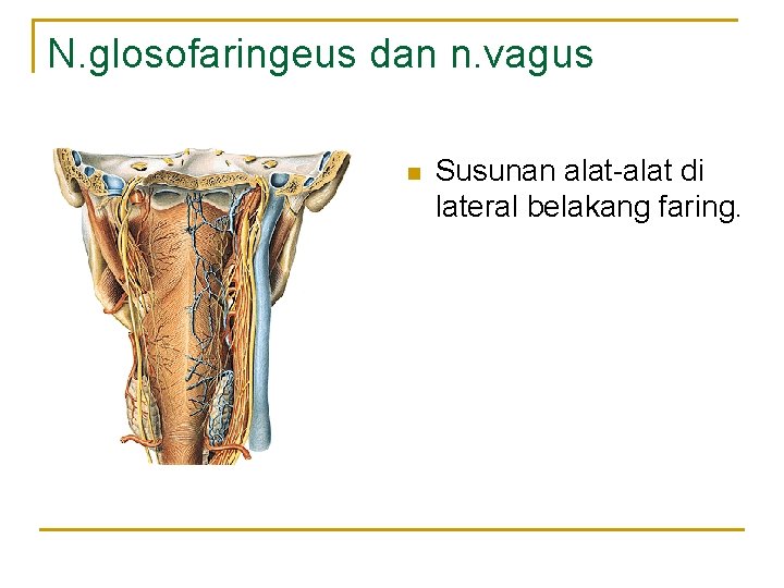 N. glosofaringeus dan n. vagus n Susunan alat-alat di lateral belakang faring. 