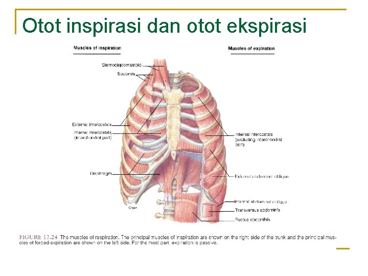 Otot inspirasi dan otot ekspirasi 