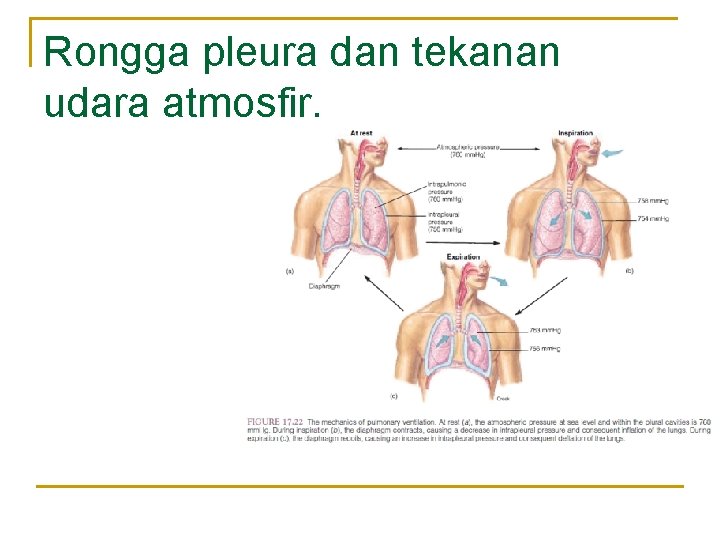 Rongga pleura dan tekanan udara atmosfir. 