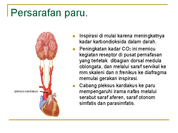 Persarafan paru. n n n pleksus kardiakus Inspirasi di mulai karena meningkatnya kadar karbondioksida