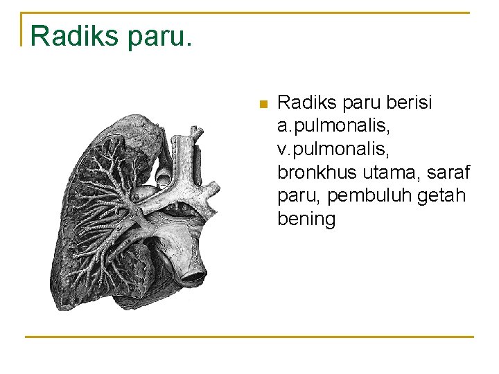 Radiks paru. n Radiks paru berisi a. pulmonalis, v. pulmonalis, bronkhus utama, saraf paru,