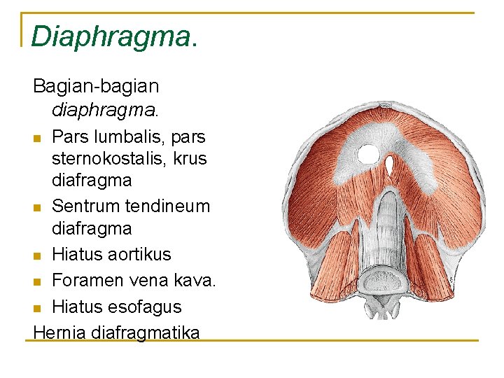 Diaphragma. Bagian-bagian diaphragma. Pars lumbalis, pars sternokostalis, krus diafragma n Sentrum tendineum diafragma n