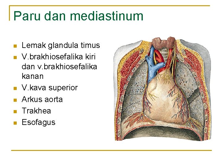 Paru dan mediastinum n n n Lemak glandula timus V. brakhiosefalika kiri dan v.