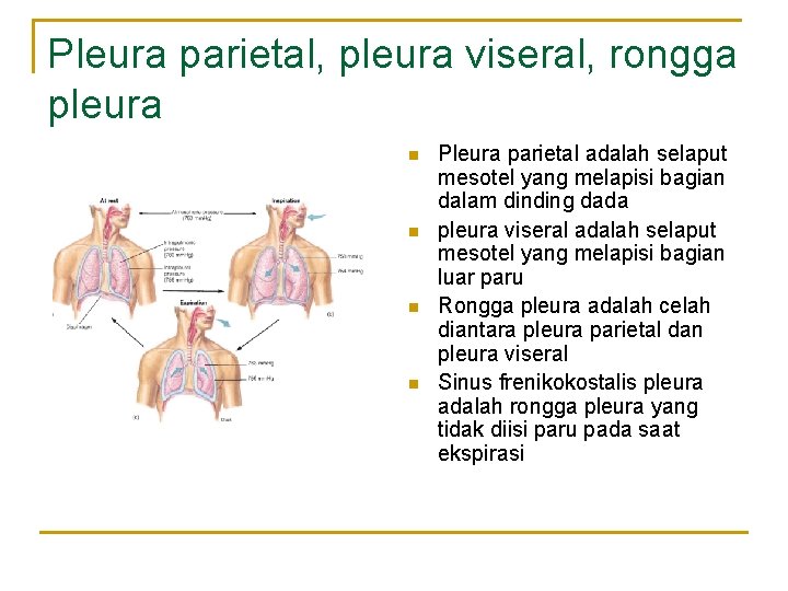 Pleura parietal, pleura viseral, rongga pleura n n Pleura parietal adalah selaput mesotel yang