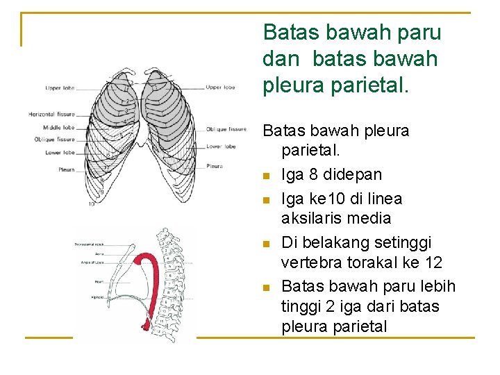 Batas bawah paru dan batas bawah pleura parietal. Batas bawah pleura parietal. n Iga Batas bawah paru dan batas bawah pleura parietal. Batas bawah pleura parietal. n Iga