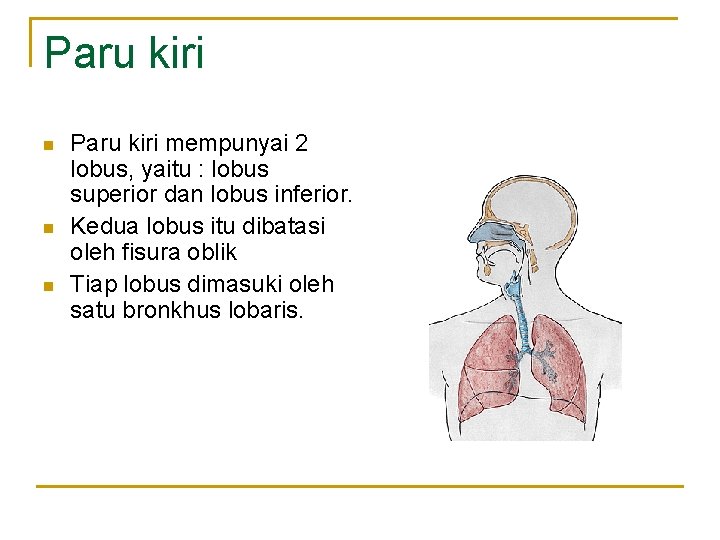 Paru kiri n n n Paru kiri mempunyai 2 lobus, yaitu : lobus superior Paru kiri n n n Paru kiri mempunyai 2 lobus, yaitu : lobus superior