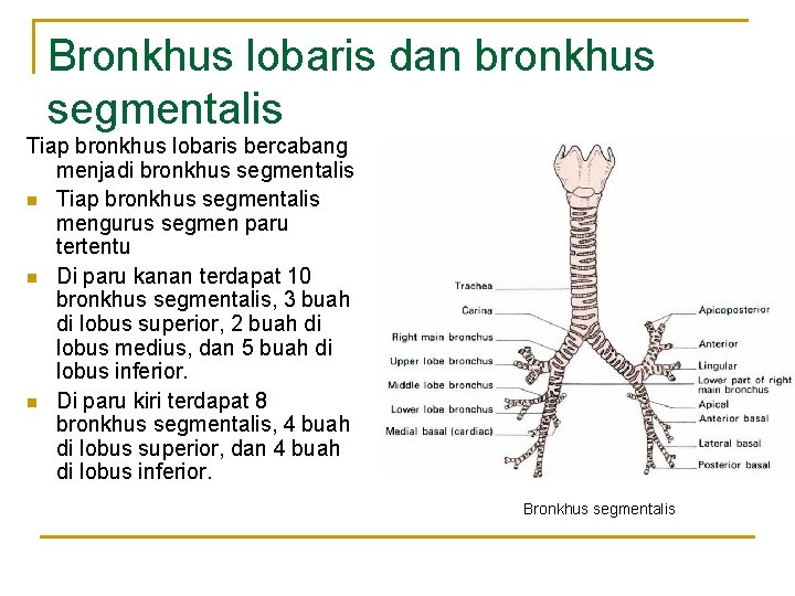 Bronkhus lobaris dan bronkhus segmentalis Tiap bronkhus lobaris bercabang menjadi bronkhus segmentalis n Tiap