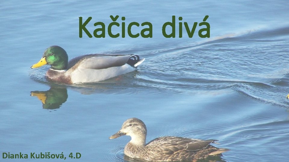 Kačica divá Dianka Kubišová, 4. D 