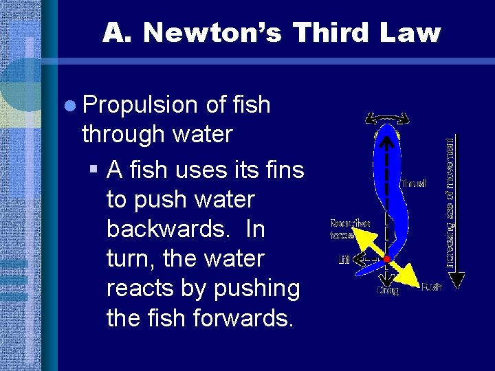 A. Newton’s Third Law l Propulsion of fish through water § A fish uses