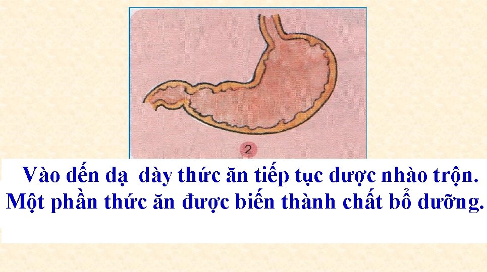 Vào đến dạ dày thức ăn tiếp tục được nhào trộn. 2) Vào đến