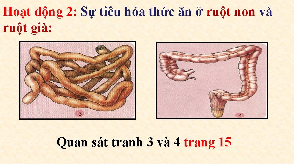 Hoạt động 2: Sự tiêu hóa thức ăn ở ruột non và ruột già: