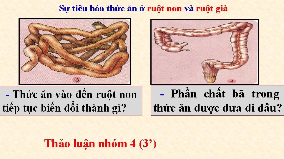 Sự tiêu hóa thức ăn ở ruột non và ruột già - Thức ăn