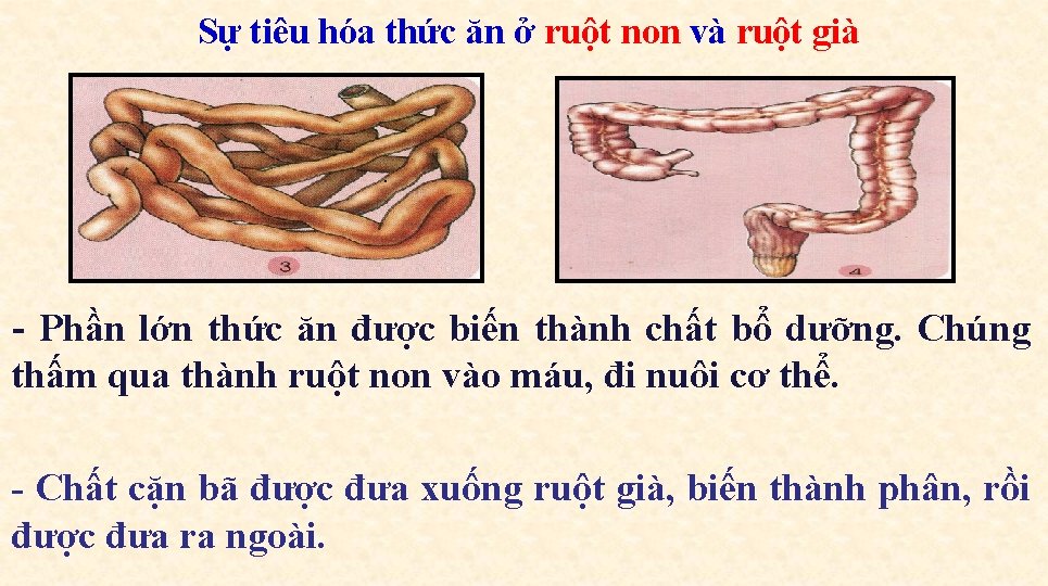 Sự tiêu hóa thức ăn ở ruột non và ruột già - Phần lớn