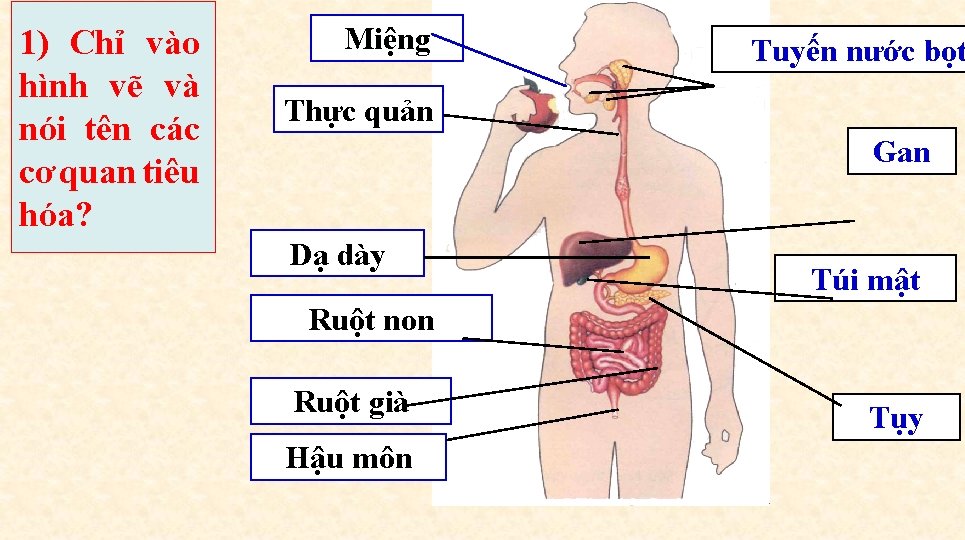 1) Chỉ vào hình vẽ và nói tên các cơ quan tiêu hóa? Miệng 1) Chỉ vào hình vẽ và nói tên các cơ quan tiêu hóa? Miệng