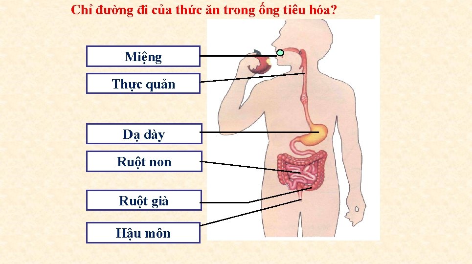 Chỉ đường đi của thức ăn trong ống tiêu hóa? Miệng Thực quản Dạ