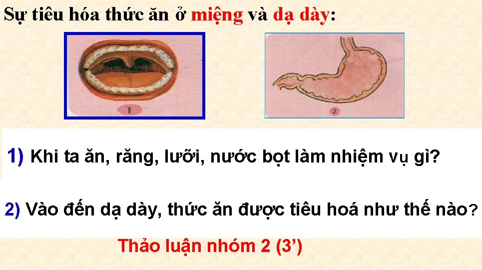 Sự tiêu hóa thức ăn ở miệng và dạ dày: 1) Khi ta ăn,