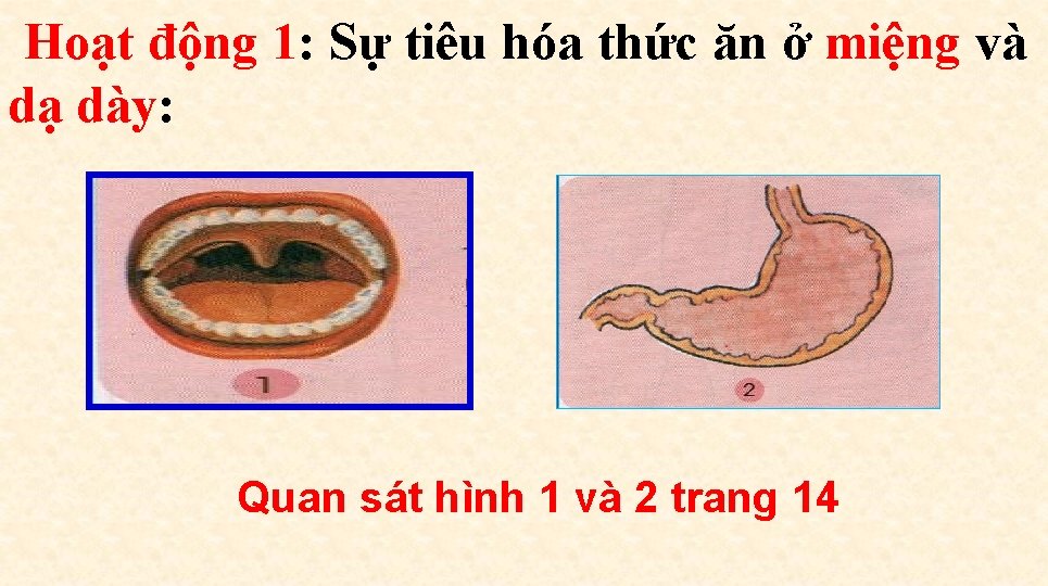 Hoạt động 1: Sự tiêu hóa thức ăn ở miệng và dạ dày: Quan