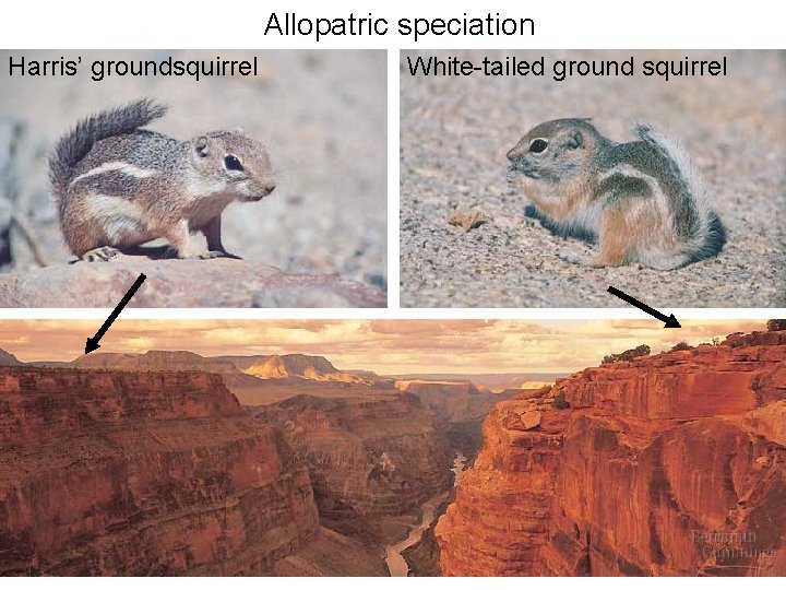 Allopatric speciation Harris’ groundsquirrel White-tailed ground squirrel 