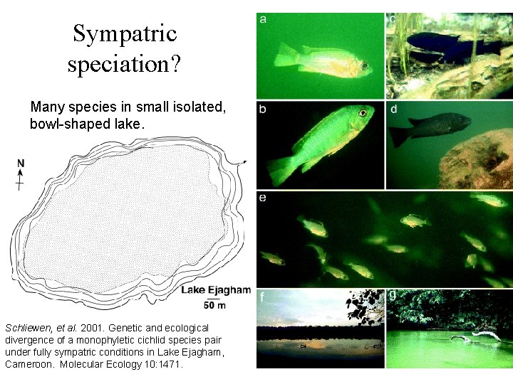 Sympatric speciation? Many species in small isolated, bowl-shaped lake. Schliewen, et al. 2001. Genetic