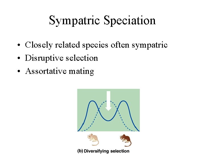 Sympatric Speciation • Closely related species often sympatric • Disruptive selection • Assortative mating