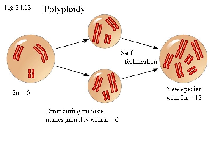 Fig 24. 13 Polyploidy Self fertilization New species with 2 n = 12 2