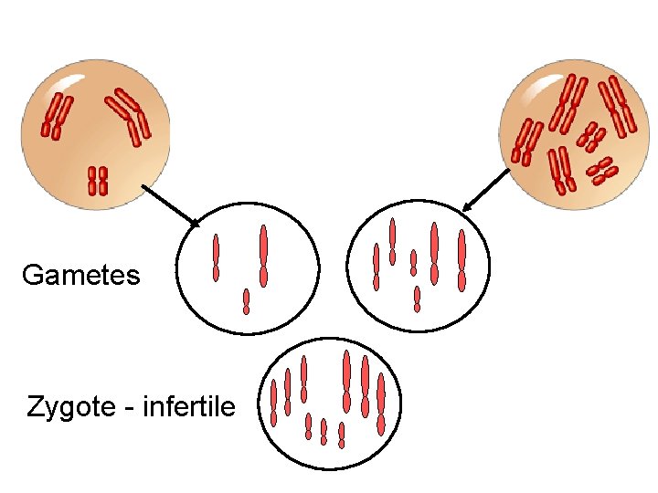 Gametes Zygote - infertile 