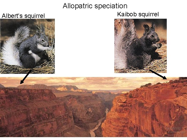 Allopatric speciation Albert’s squirrel Kaibob squirrel 