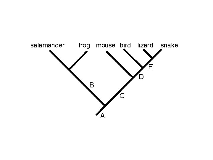 salamander frog mouse bird lizard E D B C A snake 