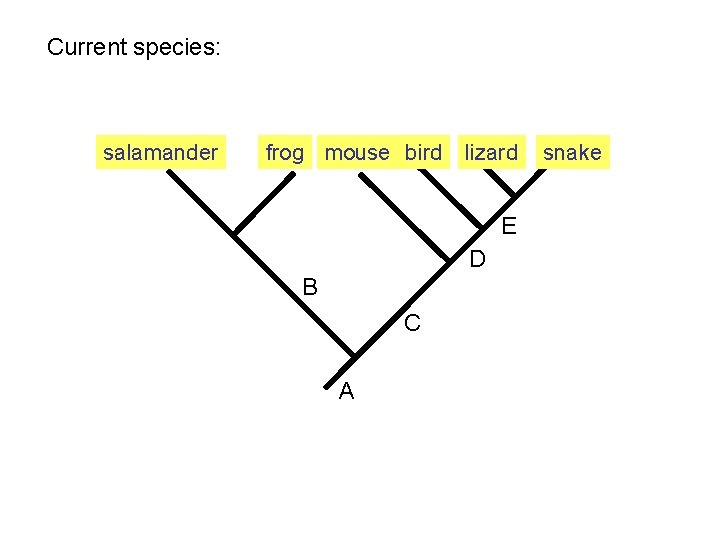 Current species: salamander frog mouse bird lizard E D B C A snake 
