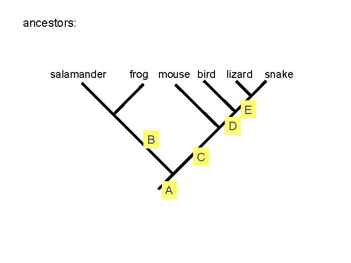 ancestors: salamander frog mouse bird lizard E D B C A snake 