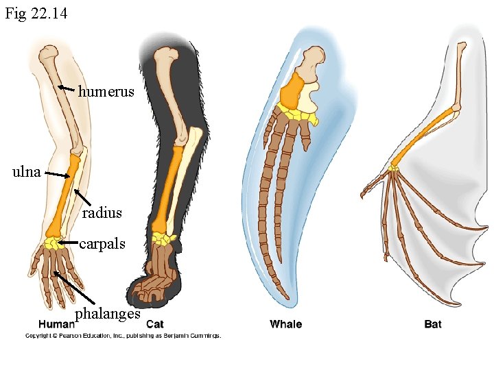 Fig 22. 14 humerus ulna radius carpals phalanges 