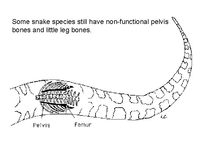 Some snake species still have non-functional pelvis bones and little leg bones. 