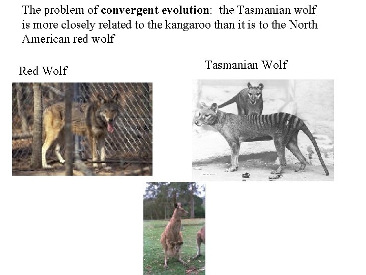 The problem of convergent evolution: the Tasmanian wolf is more closely related to the