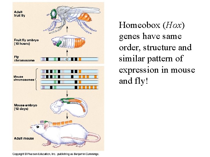 Homeobox (Hox) genes have same order, structure and similar pattern of expression in mouse