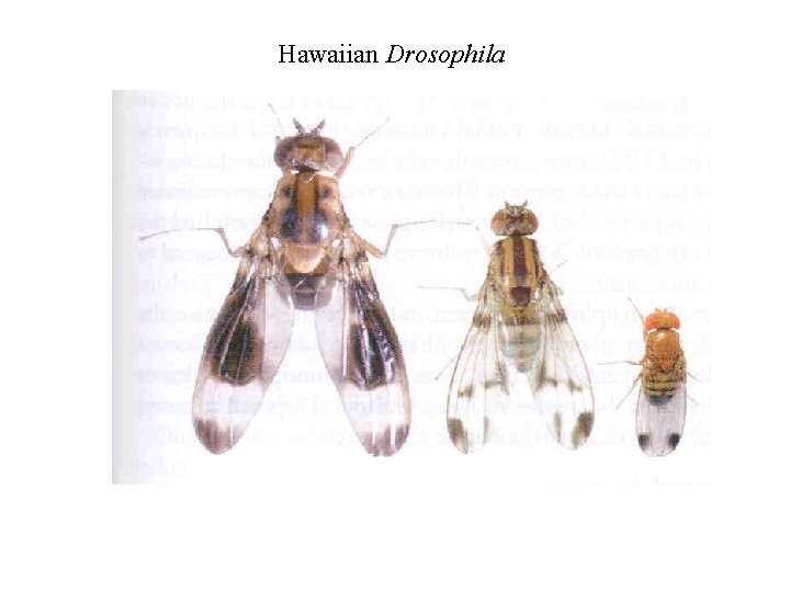 Hawaiian Drosophila 